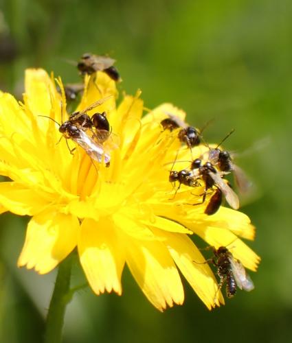 Réf. 285 672 : Tersilochinae inconnu